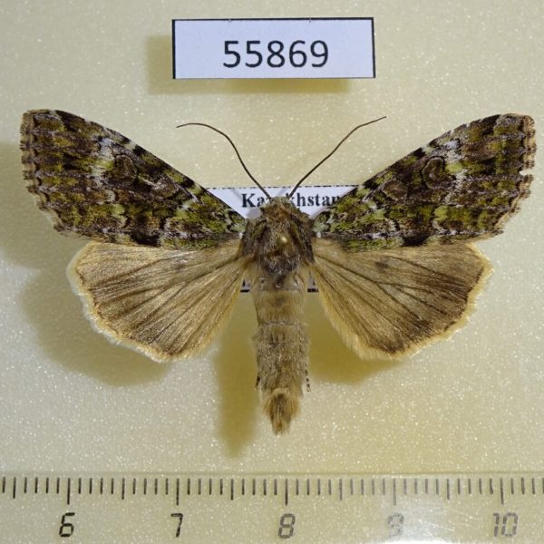 Noctuidae Anaplectoides prasina Kazakhstan
