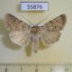 55876p Noctuidae Dichagyris celebrata Kazakhstan $7