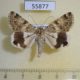 55877p Noctuidae Drasteria flexuosa Kazakhstan $10