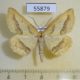 55879p Geometridae Aspitates acuminaria Kazakhstan $5