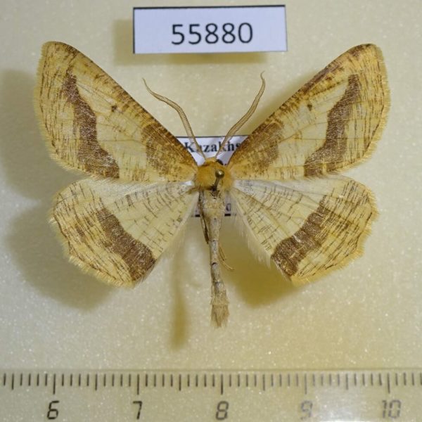 Geometridae Aspitates acuminaria Kazakhstan