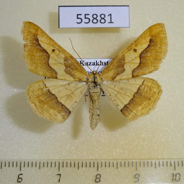 Geometridae Aspitates acuminaria f Kazakhstan