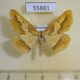 55881p Geometridae Aspitates acuminaria f Kazakhstan $4
