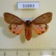 55883p Arctiidae Phragmatobia fuliginosa f Kazakhstan $6