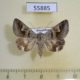 55885p Noctuidae Drasteria caucasica f Kazakhstan $6