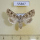 55887p Noctuidae Hadula stigmosa f Kazakhstan $10