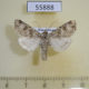 55888p Noctuidae Hadula stigmosa Kazakhstan $8