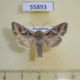 55893p Noctuidae Lacanobia praedita Kazakhstan $7