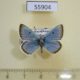 55904p Lycaenidae Argiades pyrenaicus Kazakhstan $9