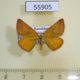 55905p Geometridae Lythria purpuraria f Kazakhstan $7