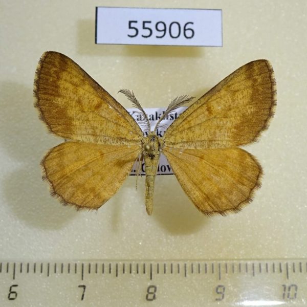 Geometridae Ematurga atomaria Kazakhstan