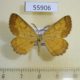 55906p Geometridae Ematurga atomaria Kazakhstan $5