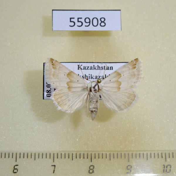 Noctuidae Eublemma amoena Kazakhstan
