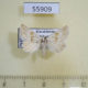 55909p Noctuidae Eublemma amoena Kazakhstan $20