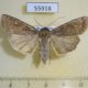 55918p Noctuidae Euxoa conspicua Kazakhstan $6