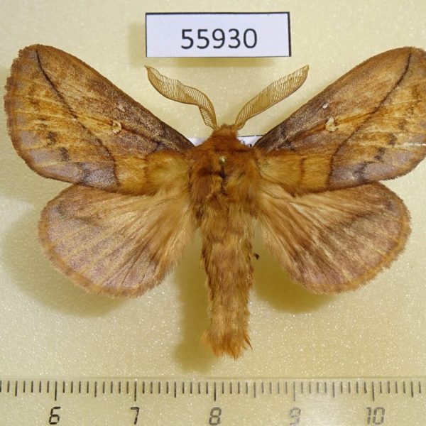 Lasiocampidae Euthrix potatoria Altai reg.