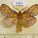55930p Lasiocampidae Euthrix potatoria Altai reg. $5