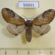 55931p Notodontiidae Notodonta ziczac f Altai reg. $7