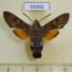 55932p Sphingidae Macroglossum stellatarum Kazakhstan $7