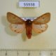 55938p Arctiidae Phragmatobia fuliginosa Kazakhstan $5