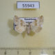55943p Noctuidae Eublemma amoena Kazakhstan $20