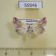 55946p Noctuidae Eublemma purpurina Kazakhstan $20