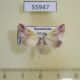 55947p Noctuidae Eublemma purpurina Kazakhstan $20