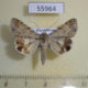 55964p Noctuidae Drasteria aberrans Kazakhstan $7