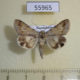 55965p Noctuidae Drasteria aberrans Kazakhstan $7