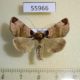 55966p Noctuidae Plusidia cheiranthi Altai reg. $8