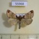55968p Noctuidae Plusidia cheiranthi Altai reg. $8