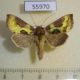 55970p Noctuidae Diachrysia stenochrysis Altai reg. $5