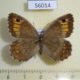 56014p Satyridae Arethusana arethusa Kazakhstan $5