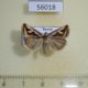 56018p Noctuidae Deltote uncula Primorye $8