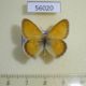 56020p Satyridae Coenonympha pamphilus Kazakhstan $5