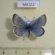 56022p Lycaenidae Argiades pheretiades Kazakhstan $8