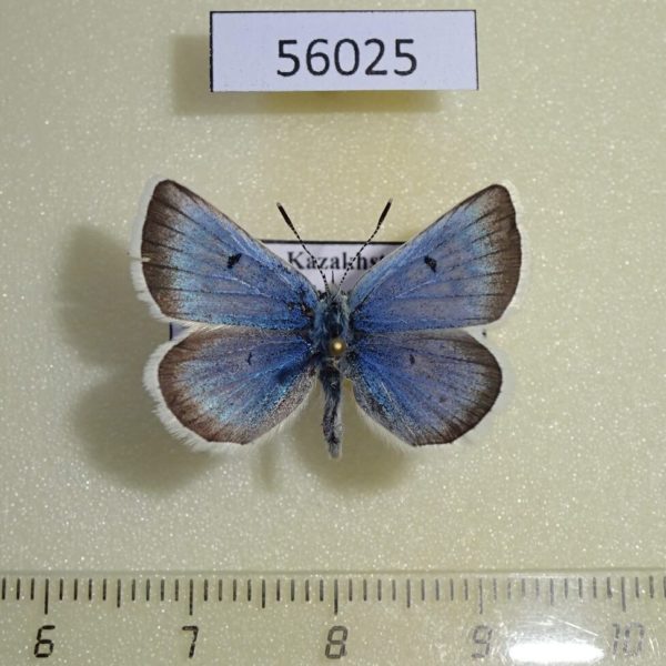 Lycaenidae Argiades pheretiades Kazakhstan