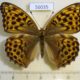56035p Nymphalidae Argynnis paphia f Kazakhstan $7