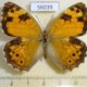 56039p Satyridae Esperarge eversmanni Kazakhstan $6