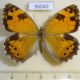 56040p Satyridae Esperarge eversmanni Kazakhstan $7