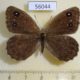 56044p Satyridae Satyrus ferula Kazakhstan $5