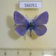 56051p Lycaenidae Polyommatus icarus Kazakhstan $5