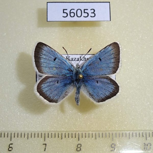 Lycaenidae Argiades pheretiades Kazakhstan