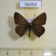 56054p Lycaenidae Heodes tityrus Kazakhstan $8