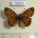 56071p Nymphalidae Clossiana dia Kazakhstan $5