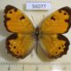 56077p Satyridae Esperarge eversmanni Kazakhstan $4
