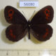 56080p Satyridae Erebia aethiops Kazakhstan $5