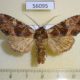 56095p Noctuidae Blepharita amica ussuriensis Amur reg. $7