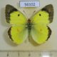 56102p Pieridae Colias erate Kazakhstan $5