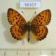 56107p Nymphalidae Brenthis ino Krasnoyarsk reg.$5